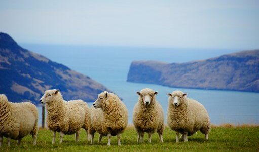 羊とラグビーの国【ニュージーランド】